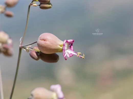 سيلينة شائعة