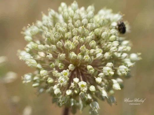 Allium leucanthum