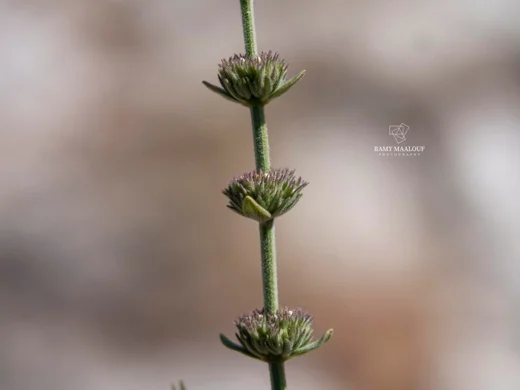 Micromeria juliana