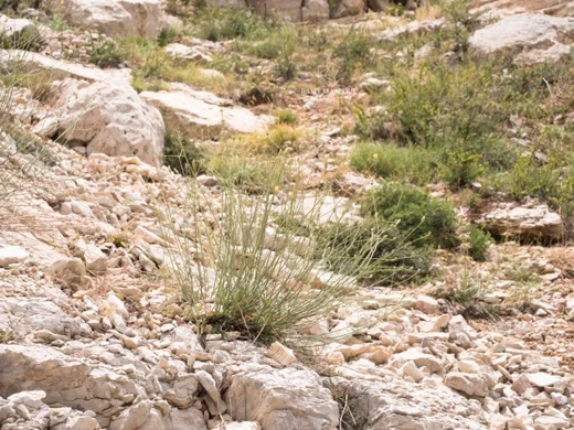 Reichardia dichotoma