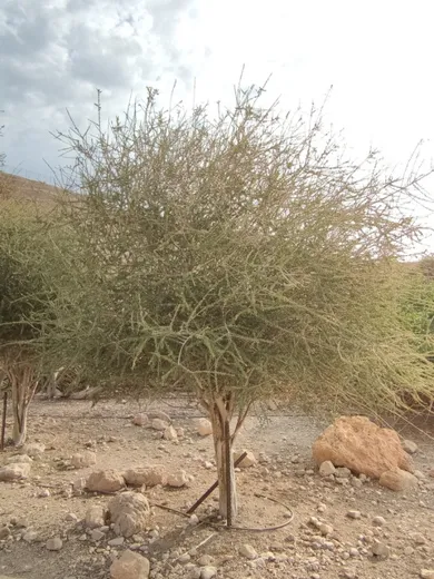 نسب المصنف - غير تجاري 4.0 دولي (CC BY-NC 4.0)- i naturalist.