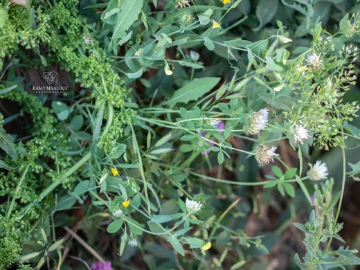 Trifolium farayense