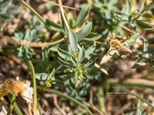 Linum toxicum
