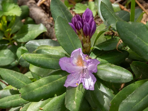 Rhododendron ponticum subsp. ponticum