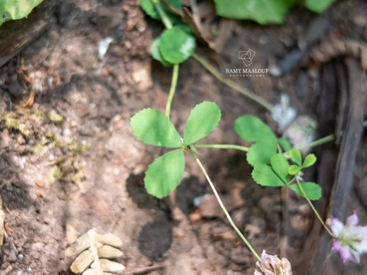 Trifolium erubescens
