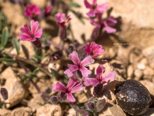 Saponaria pumilio