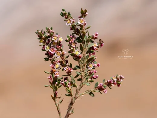 Polygonum cedrorum