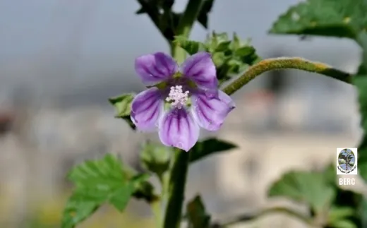 الخبازة