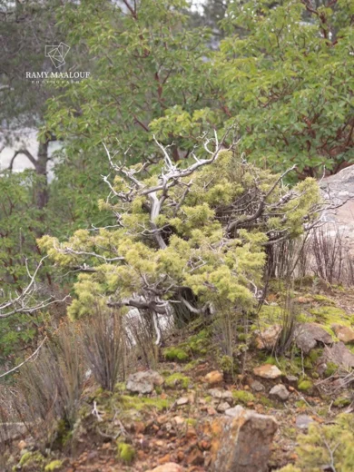 Juniperus deltoides