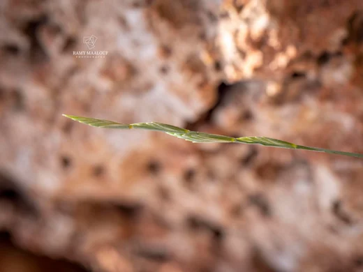 Pseudoroegneria libanotica