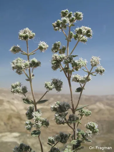 صعتر سعتر