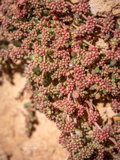 Herniaria glabra