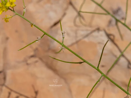 Sisymbrium sp. (Harissa - Tannourine)