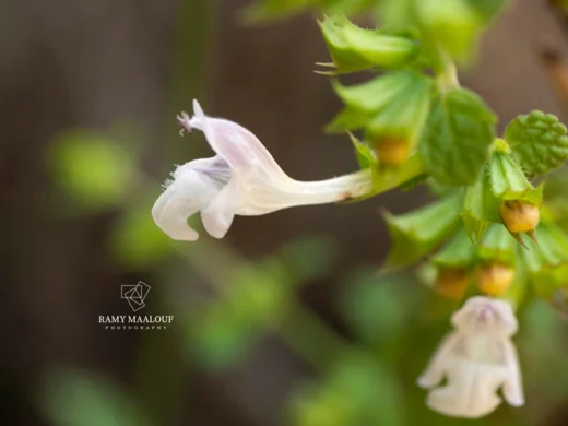 Melissa officinalis subsp. inodora