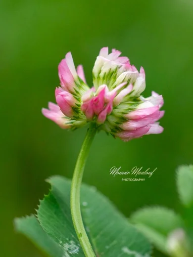 Trifolium nigrescens subsp. petrisavii