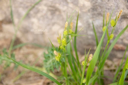 Carex pallescens