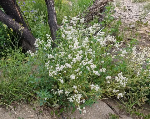 نسب المصنف - غير تجاري 4.0 دولي (CC BY-NC 4.0)- i naturalist.