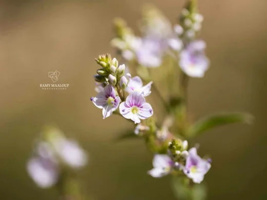 Veronica anagallis-aquatica