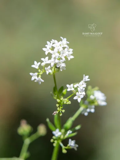 Galium rivale