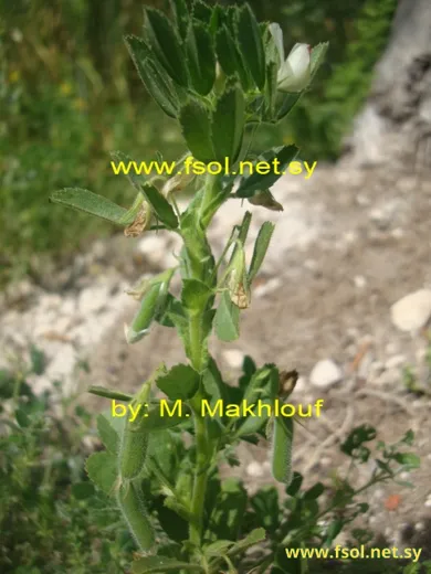 شبرق ثنائي الأزهار