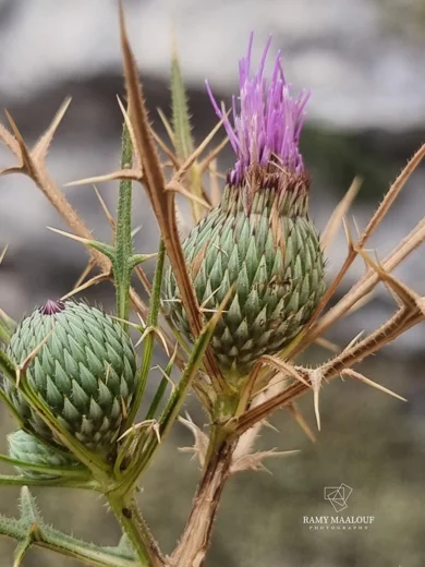 Cirsium phyllocephalum