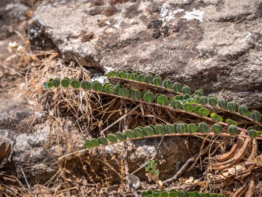 Astragalus schizopterus