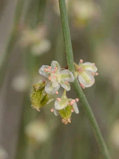 أرطاة عربية