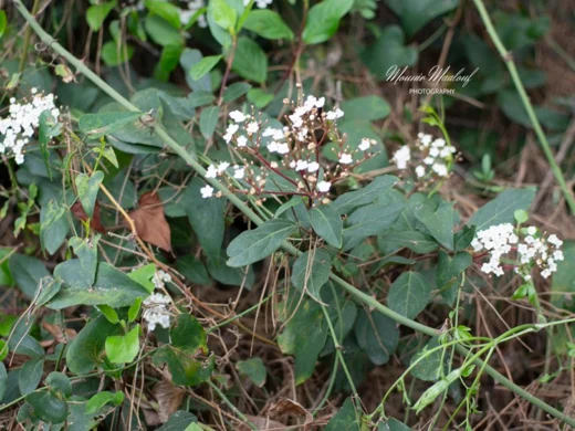Viburnum tinus