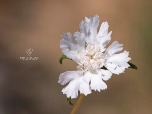 Lomelosia argentea