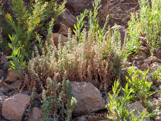 Teucrium scordium subsp. scordioides