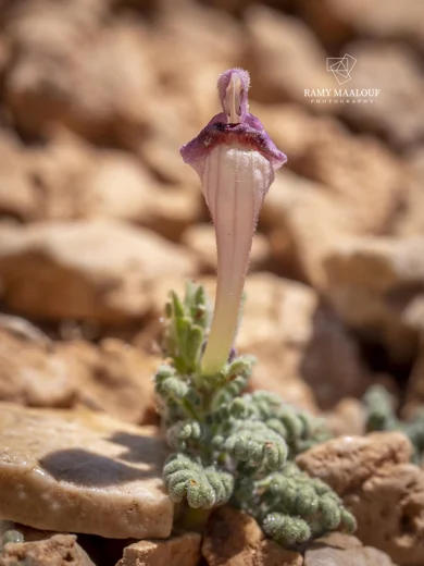 Scutellaria orientalis subsp. alpina