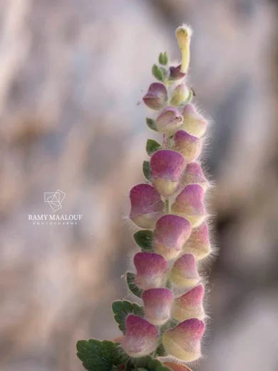 Scutellaria utriculata