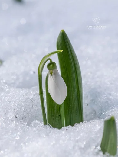 Galanthus fosteri