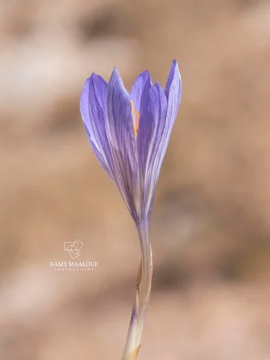 Crocus damascenus