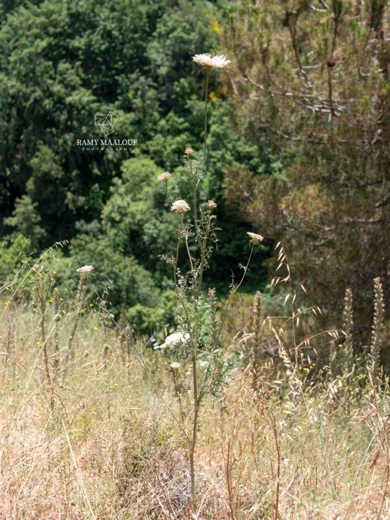 Daucus carota subsp. maximus