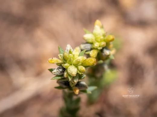 Thymelaea gussonei