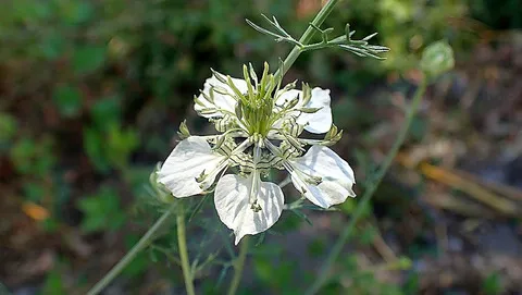 نسب المصنف - غير تجاري 4.0 دولي (CC BY-NC 4.0)- i naturalist.