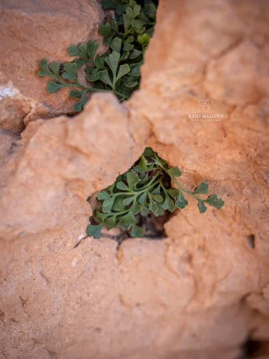 طحالية جدارية