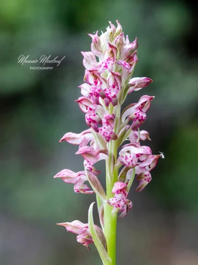 Anacamptis coriophora subsp. fragrans