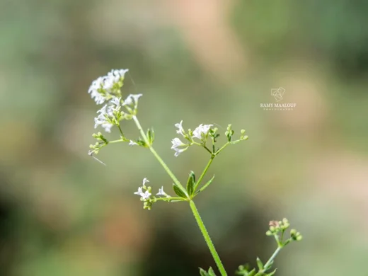 Galium rivale