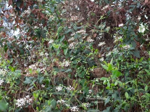 Viburnum tinus