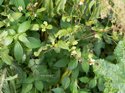 Bidens pilosa