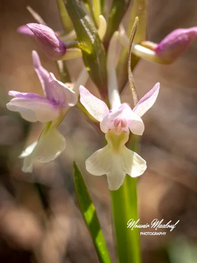 Dactylorhiza romana subsp. romana