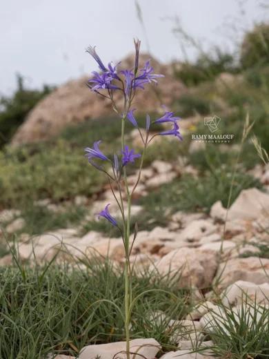 زعيتمان تتري