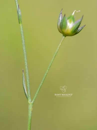 Linum bienne