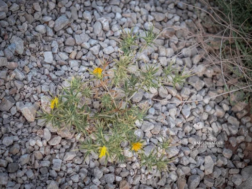 Carthamus persicus