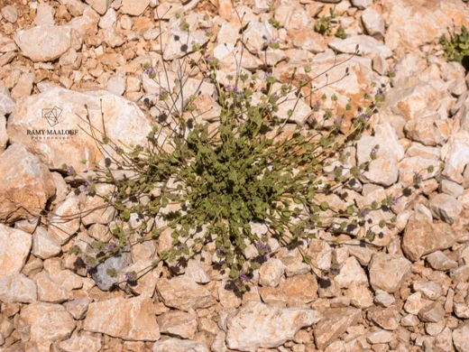 Cyclotrichium origanifolium