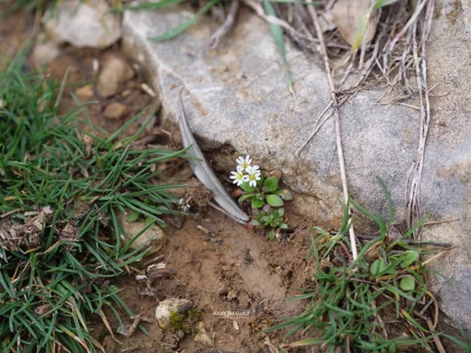 Draba praecox
