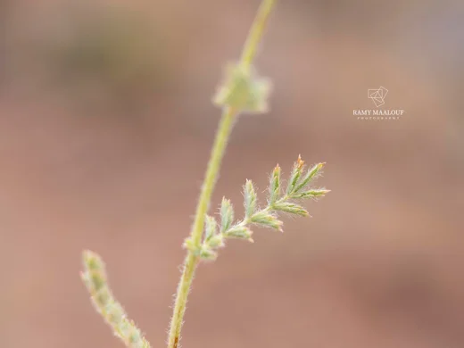 Sanguisorba minor subsp. lasiocarpa