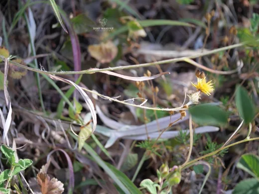 Centaurea cheirolopha